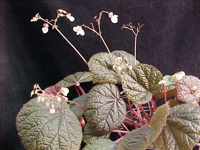 B. ‘Butterscotch’